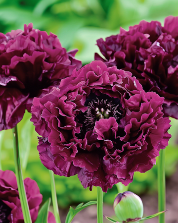 Poppy Black Paeony Dark Purple 80 Cm – annual flower seeds from SeedsChoice