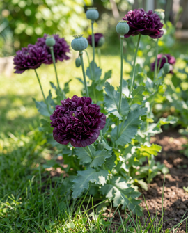 Poppy Black Paeony Seeds Annual Dark Purple Flowers 80 Cm