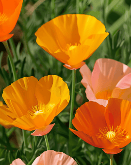 Poppy Flower Seeds Eschscholzia Californica Annual Mixed Single Flowered Variety