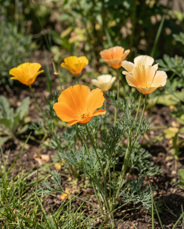 Poppy Mixed Single Flowered (Eschscholzia californica) – annual flower seeds from SeedsChoice