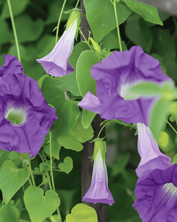 Violet Climber seeds (Asarina scandens) – annual climber
