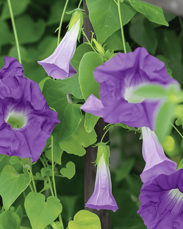 Kletterndes Löwenmaul Samen (Asarina scandens) – einjährige Kletterpflanze