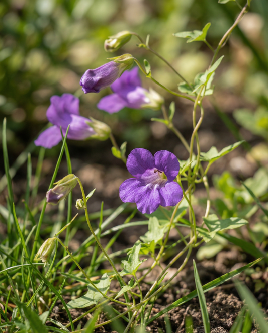 Kletterndes Löwenmaul (Asarina scandens) – einjährige Kletterpflanzensamen von SeedsChoice