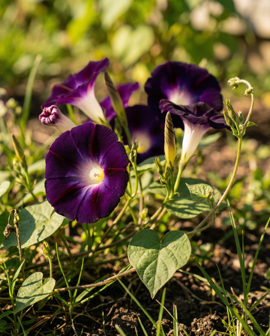 Knowlians Black Climber Dark Purple (Ipomoea purpurea) – einjährige Kletterpflanze Samen von SeedsChoice