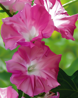 Climbing Flower Seeds Double Rose Annual Climber Pink Flowers