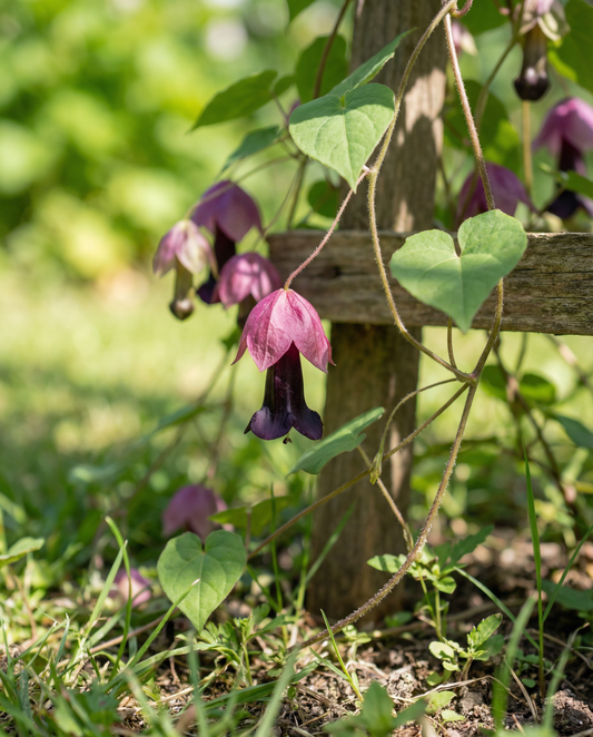 Purpurglockenrebe (Rhodochiton atrosanguineum) – Samen mehrjähriger Kletterpflanzen von SeedsChoice