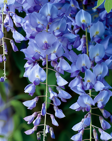 Climber Blue seeds (Wisteria sinensis) – perennial climber