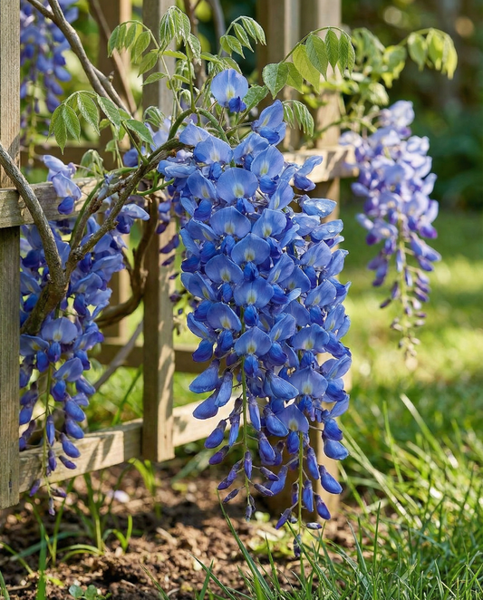 Climber Blue (Wisteria sinensis) – mehrjährige Kletterpflanzensamen | SeedsChoice