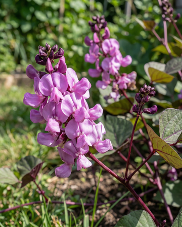 Hyacinth Bean Climber Lilac Pink (Dolichos lablab) – einjährige Kletterpflanzensamen von SeedsChoice