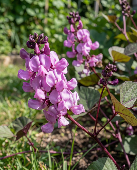 Hyacinth Bean Climber Lilac Pink (Dolichos lablab) – annual climber seeds from SeedsChoice