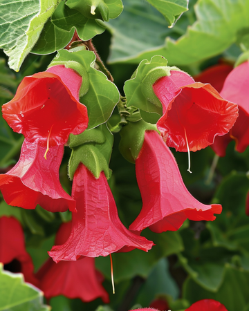 Löwenmäulchen Red Dragon Climber Samen (Asarina wislizensis) – einjährige Kletterpflanze