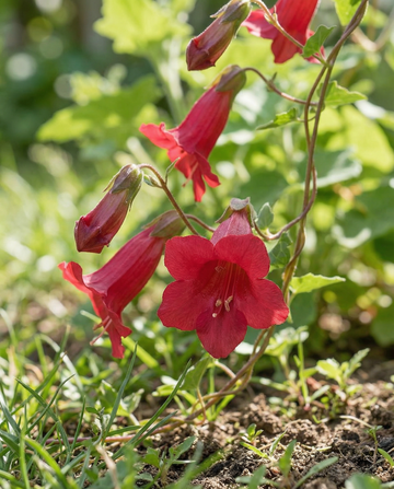 Löwenmäulchen Red Dragon Climber (Asarina wislizensis) – Samen der einjährigen Kletterpflanze von SeedsChoice