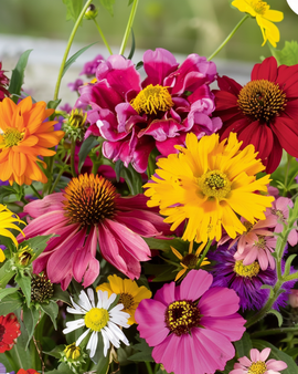 Summerflowers Seeds Endless Summer Annual Mix Colourful Bouquets