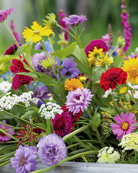 Everlasting Flowers Seeds Annual Mix For Dried Bouquets 5g