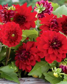 Summerflowers Seeds Vintage Red Annual Flower Mix Bouquet Collection