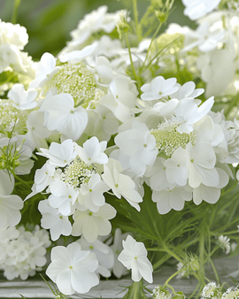 Summerflowers Sweet White Seeds Annual Flower Mix White Blooms
