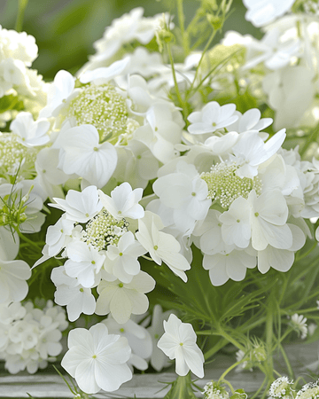 Sommerblumen Sweet White Mix Blooms Samen – einjährige Blume