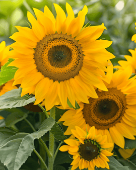 Sunflower Seeds Sunlit Helianthus Annuus Annual Bouquet Mix 75cm