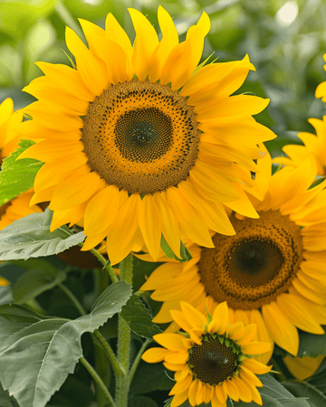 Sunflower Sunlit Bouquet Mix 75cm seeds (Helianthus annuus) – annual flower