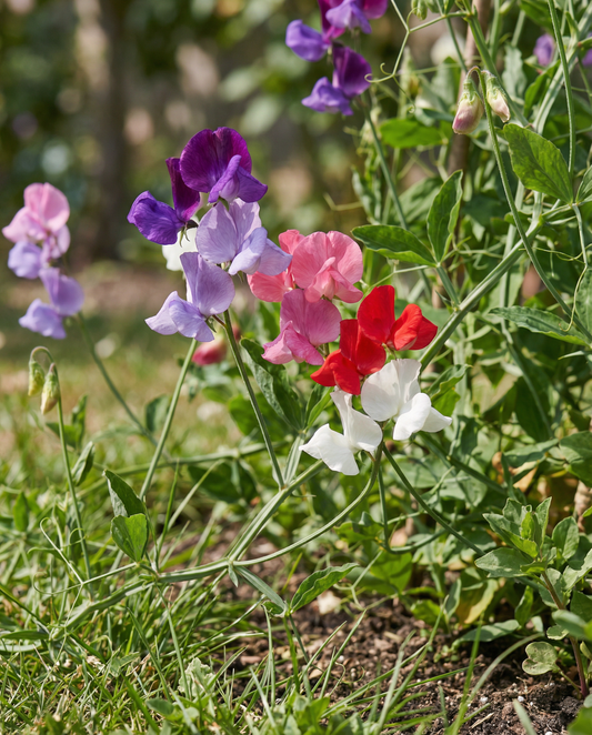 Sweet Pea Royal Family Mix (Lathyrus odoratus) – annual flower seeds from SeedsChoice