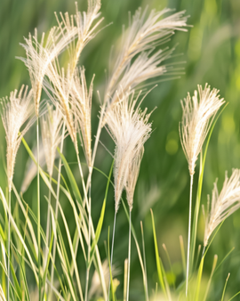 Mexikanisches Federgras Samen Stipa Tenuissima mehrjährig