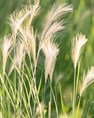 Mexican Feather Grass seeds (Stipa tenuissima) – perennial grass