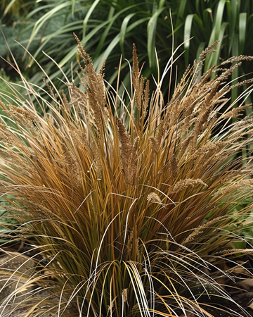 Ledersegge Bronco Grass Samen (Carex comans) – mehrjähriges Gras
