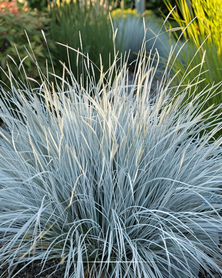 Blue Fescue Grass Festina Samen (Festuca glauca) – mehrjähriges Gras