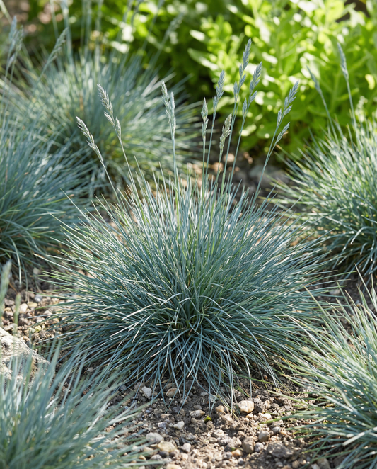 Blue Fescue Grass Festina (Festuca glauca) – mehrjährige Grassamen von SeedsChoice