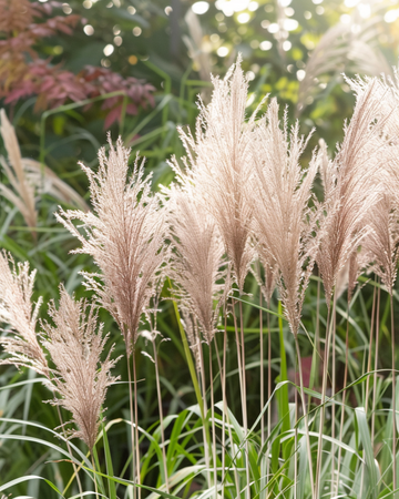 Chinese Silver Grass Ornamental seeds (Miscanthus sinensis) – perennial grass