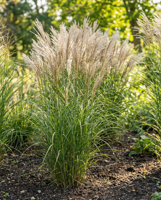Chinaschilf Ornamental (Miscanthus sinensis) – mehrjährige Grassamen von SeedsChoice