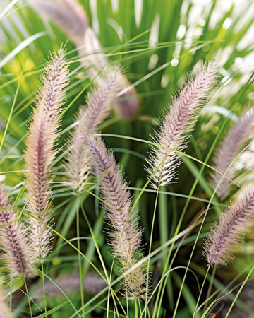 Lampenputzergras Samen (Pennisetum alopecuroides) – mehrjährig