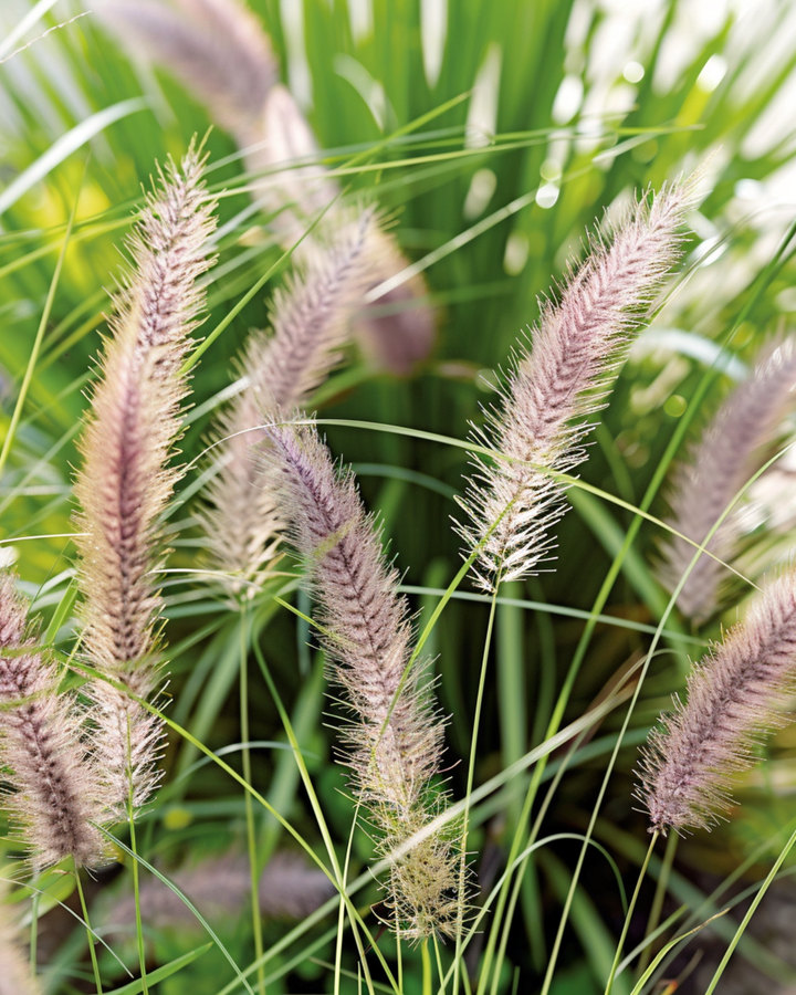 Fountain Grass seeds (Pennisetum alopecuroides) – perennial grass