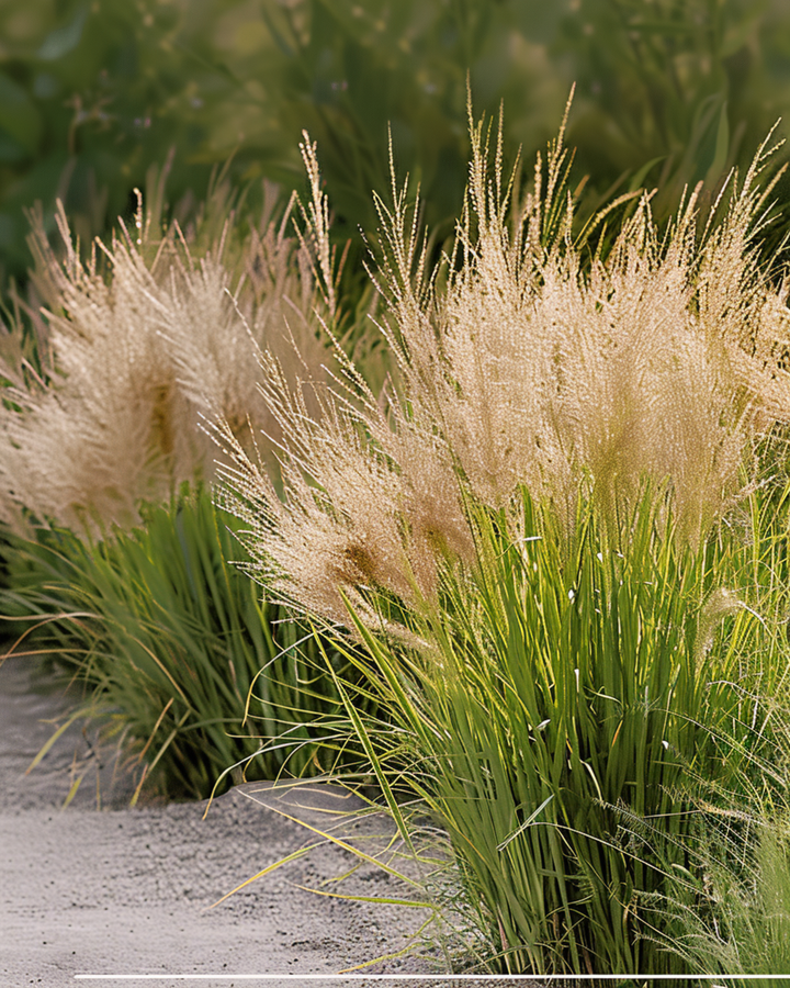 Prärie-Tropfengras Samen (Sporobolus heterolepis) – mehrjähriges Gras