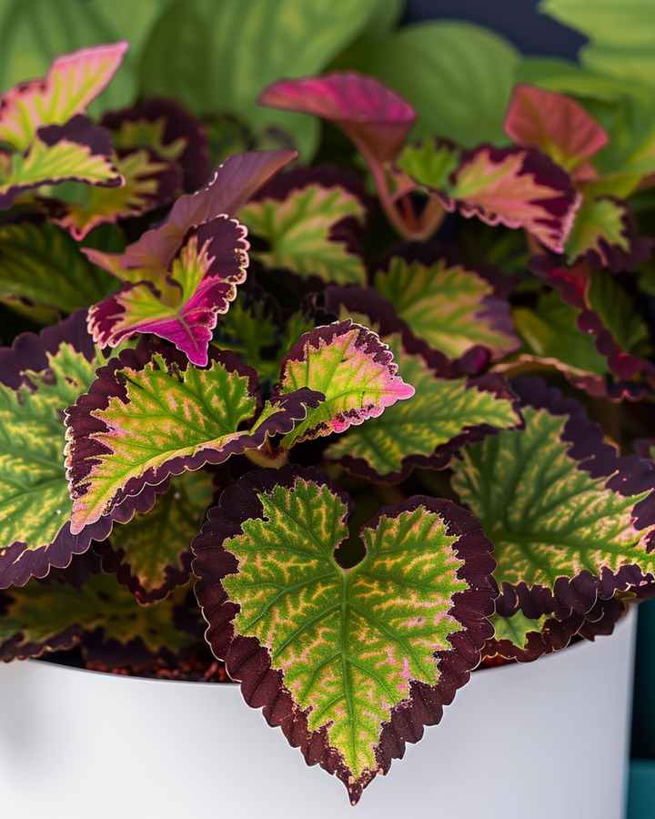 Rainbow Samen (Coleus blumei) – mehrjährige Sortenmischung