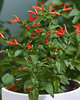 Cigar Plant Seeds Cuphea Ignea Perennial Indoor Flowering Variety