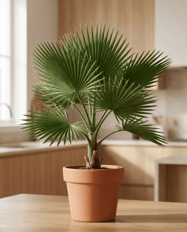 California Desert Fan Palm Seeds Washingtonia Filifera Perennial