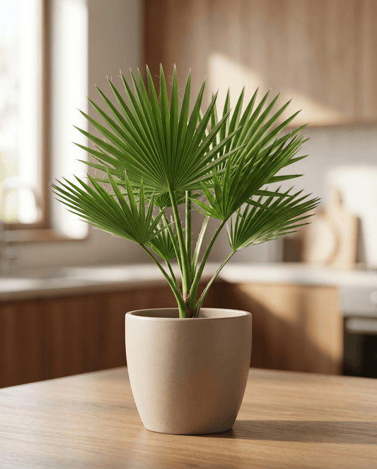 California Desert Fan Palm (Washingtonia filifera) – perennial seeds from SeedsChoice