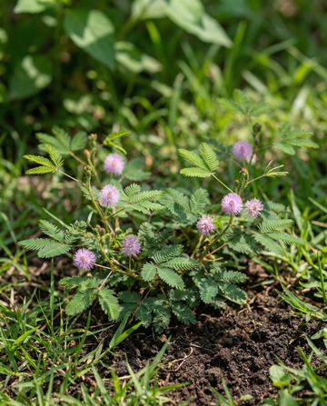 Sensitive Plant Indoor (Mimosa pudica) – perennial houseplant seeds from SeedsChoice