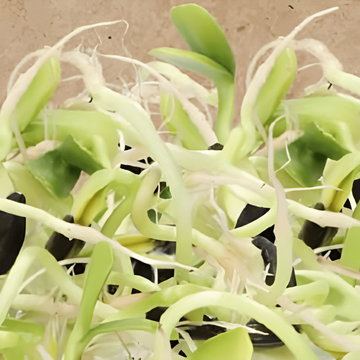 Sunflower Sprouting seeds (Helianthus annuus) – organic annual sprouting seeds