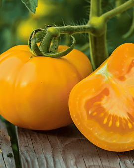 Tomato Zloty Ozarowski Seeds Solanum Lycopersicum Annual