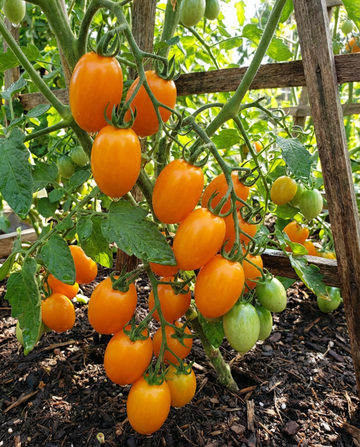 Cherry Tomato Dolly F1 Samen (Solanum lycopersicum) – einjähriges Gemüse