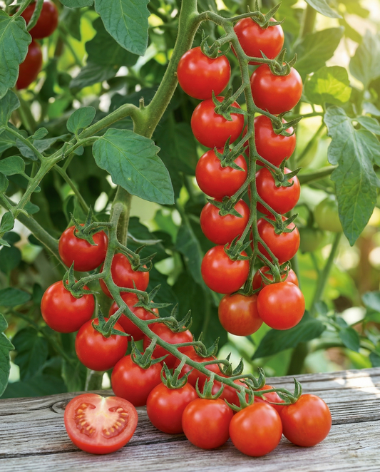 Cherry Tomato Gardener's Delight (Solanum lycopersicum) – einjährige Gemüsesamen von SeedsChoice