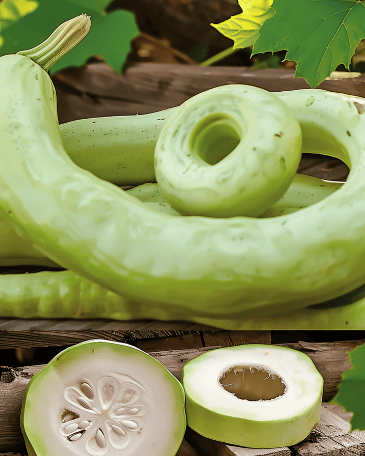 Cucuzzi Gourd Italian Snake Samen (Lagenaria siceraria) – einjährig