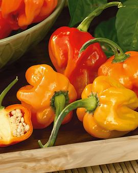 Habanero Pepper Seeds Capsicum Chinense Annual Mixture