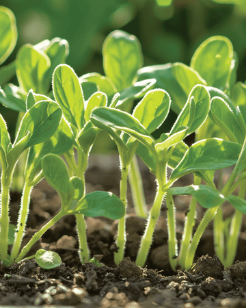 Borretsch Microgreens Samen (Borago officinalis) – einjährige Microgreens