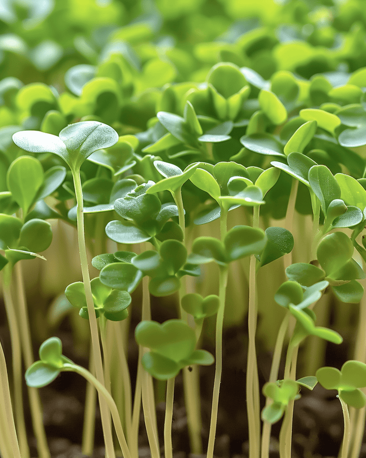 Kresse Microgreens Samen (Lepidium sativum) – einjährige Microgreens