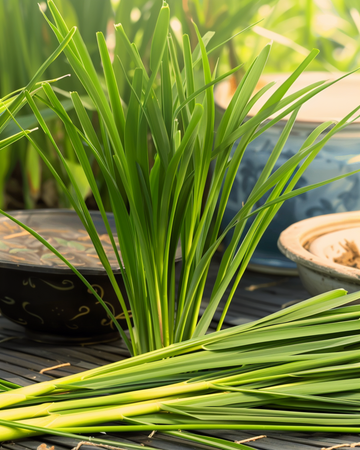 Malabar-Zitronengras Samen (Cymbopogon flexuosus) – einjähriges Kraut