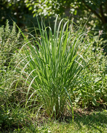Malabar-Zitronengras (Cymbopogon flexuosus) – einjährige Kräutersamen von SeedsChoice