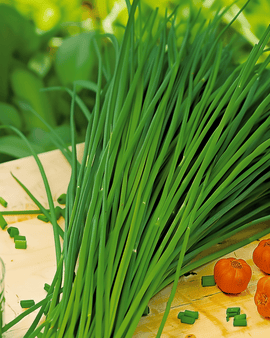 Chinesischer Schnittlauch Samen Allium Tuberosum mehrjähriges Kraut